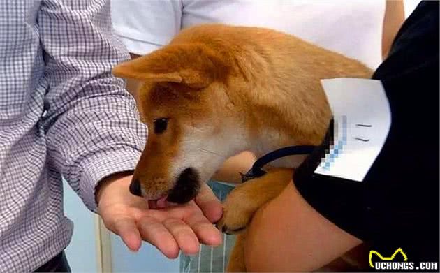 狗狗出现孕吐症状,应立刻带去检查,主人切勿忽视假怀孕的危害