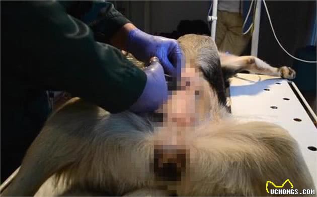 狗狗出现孕吐症状,应立刻带去检查,主人切勿忽视假怀孕的危害