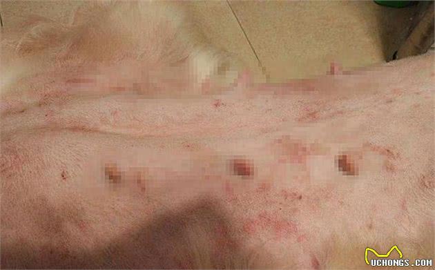 狗狗出现孕吐症状,应立刻带去检查,主人切勿忽视假怀孕的危害