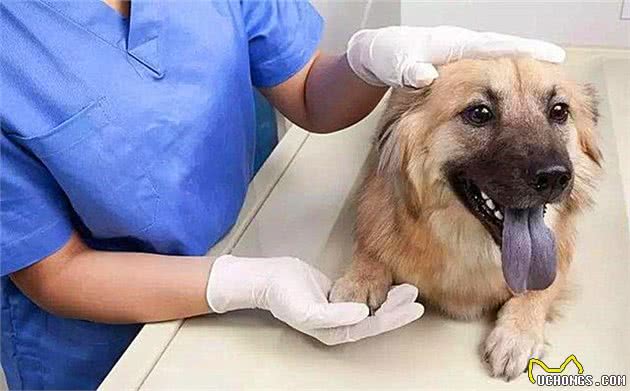 狗狗出现孕吐症状,应立刻带去检查,主人切勿忽视假怀孕的危害