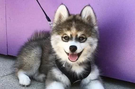 狗狗起什么名字好听好听小狗名字大全