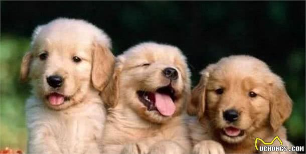 狗狗起什么名字好听好听小狗名字大全