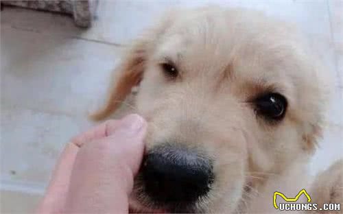 狗狗起什么名字好听好听小狗名字大全