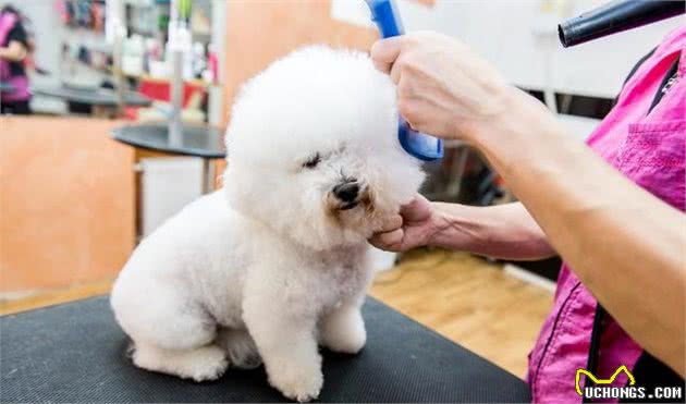 给比熊犬洗澡要注意，这五个地方，越洁净越危险