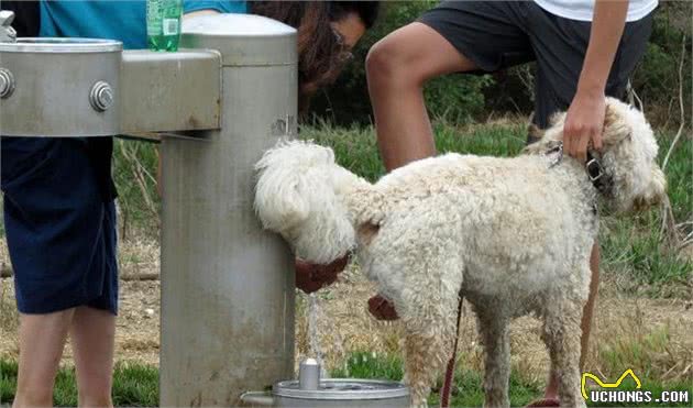 狗狗出门后脚变得肮脏怎么办？训犬师教你如何清理狗狗的小泥脚