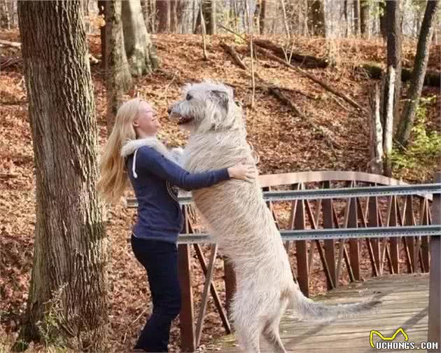 这些猛犬被称作“犬界重机车”，暴力美学的完美代表