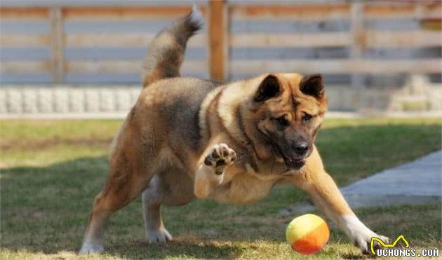 犬护食不便大，从科学的视角来剖析，教你如何解决