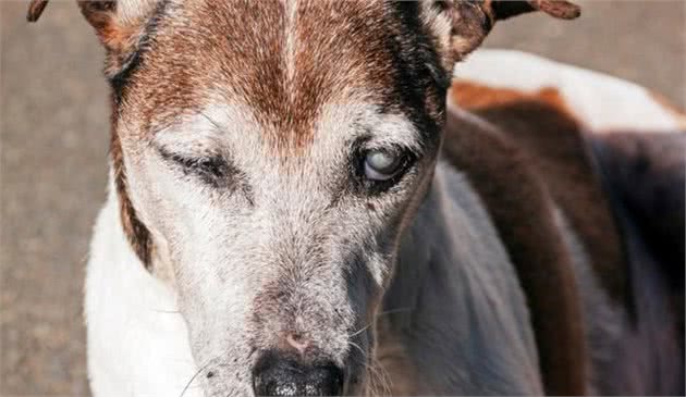 老年犬有痛说不出！了解狗狗老年的常见疾病，帮它们安度幸福晚年