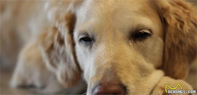 老年犬有痛说不出！了解狗狗老年的常见疾病，帮它们安度幸福晚年