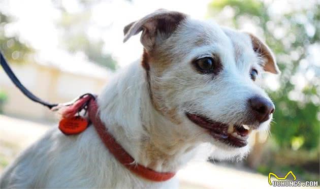 老年犬有痛说不出！了解狗狗老年的常见疾病，帮它们安度幸福晚年