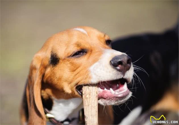 对于犬来说，磨牙是为之奋斗一生的事业