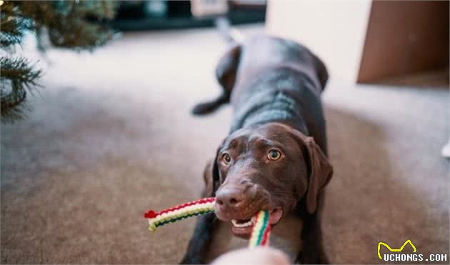 对于犬来说，磨牙是为之奋斗一生的事业