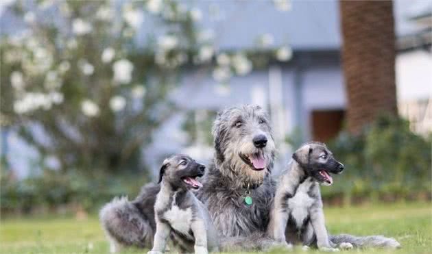 害怕狗狗在家寂寞，所以领养两只幼犬？你会因为自己的冲动而后悔