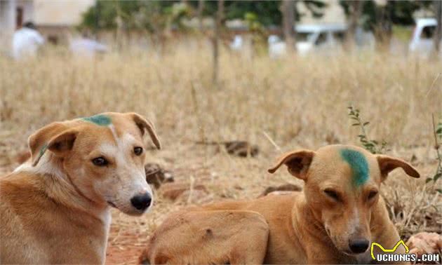 狗狗得了狂犬病的4个症状，关键时候能保命