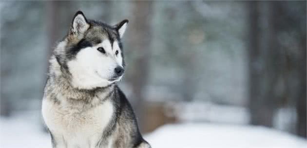 四月天也要给狗穿衣？对于犬来说，得多冷才会让它们觉得受不了