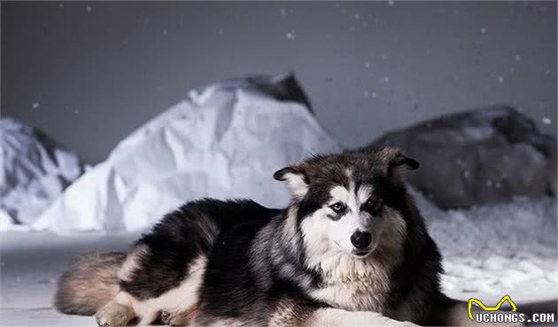 阿拉斯加雪橇犬为什么在中国如此受欢迎？