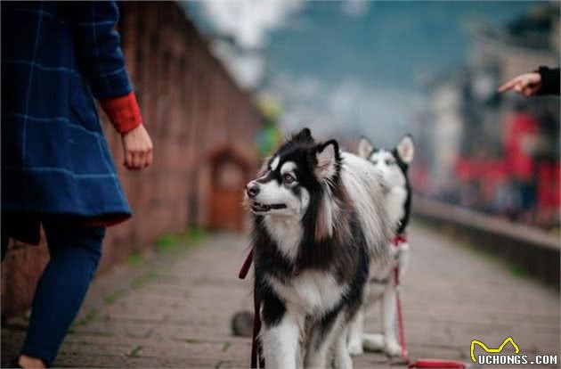 阿拉斯加雪橇犬为什么在中国如此受欢迎？