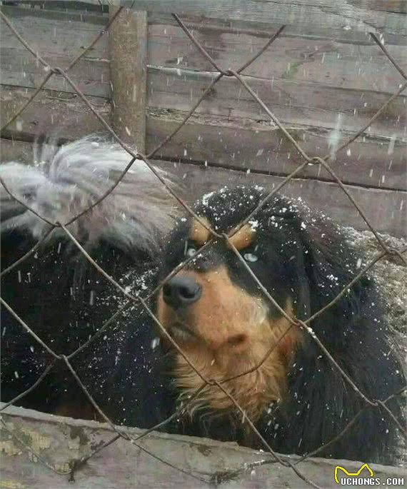 “原生藏獒的影子”蒙古獒：这类狗是比藏獒更忠勇更珍稀的犬种！