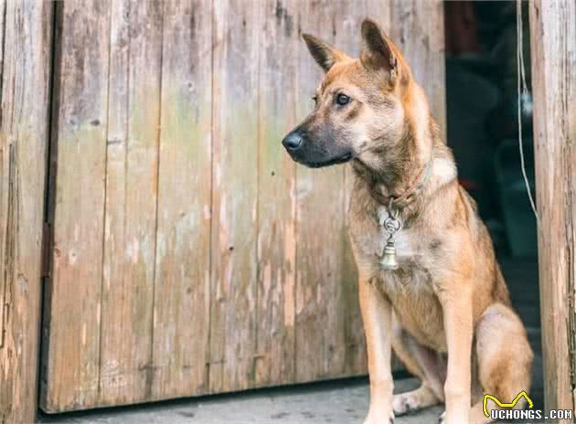 中华田园犬的4点好处，不是所有的中华田园犬都不适合养