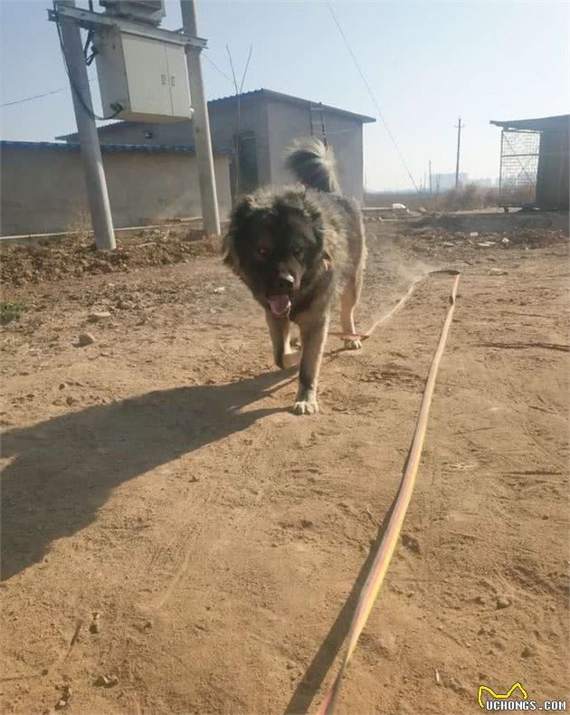 一代天骄高加索犬，真正的大型猛犬，巡查护卫中的高高手