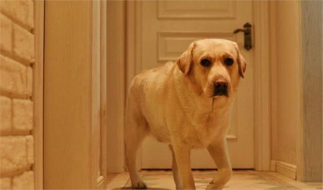 狗狗的听力是人的16倍!难怪在夜深人静的时候,老是听到它叫唤