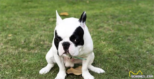 狗狗的听力是人的16倍!难怪在夜深人静的时候,老是听到它叫唤