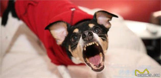 狗狗的听力是人的16倍!难怪在夜深人静的时候,老是听到它叫唤