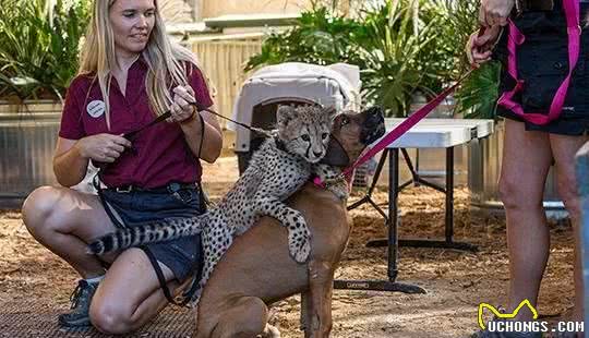 猎犬拉伊纳去世：用一生时间陪同一只猎豹成长，已找到“接班人”