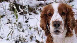 史宾格犬怕热吗史宾格犬是极度怕热的狗