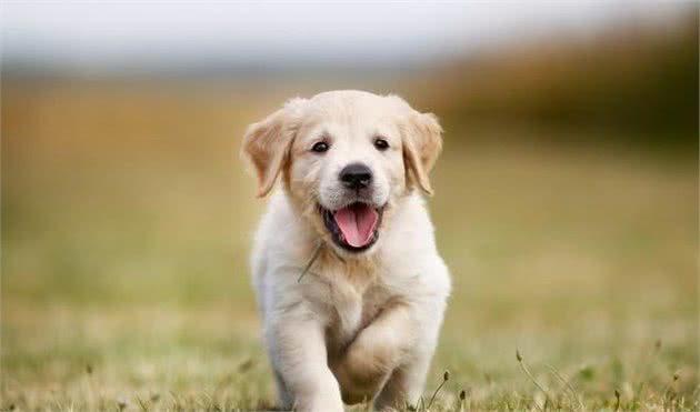 家中的狗狗要生了怎么办?狗主人要怎么帮它?小狗出生全攻略