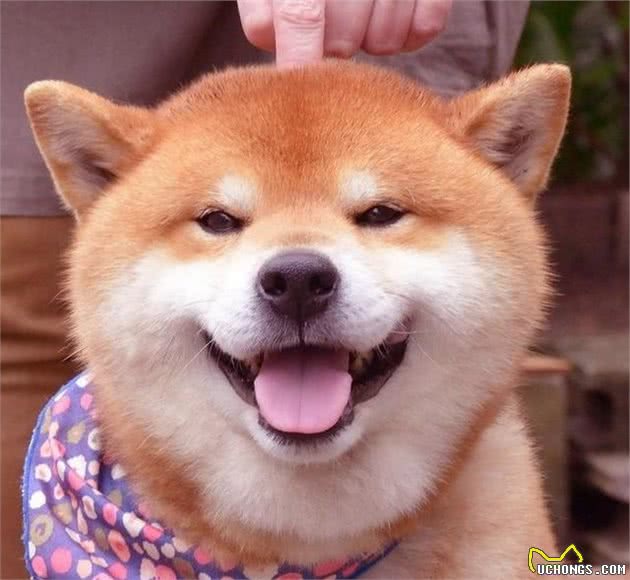 家中的狗狗要生了怎么办?狗主人要怎么帮它?小狗出生全攻略