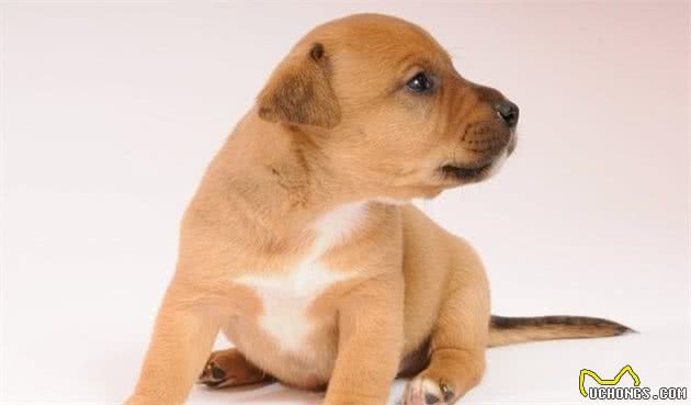 家中的狗狗要生了怎么办?狗主人要怎么帮它?小狗出生全攻略