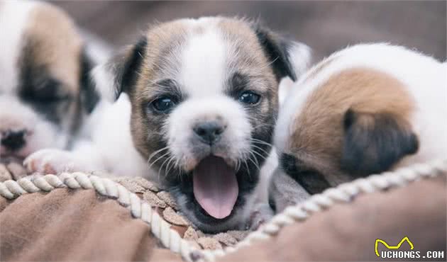 家中的狗狗要生了怎么办?狗主人要怎么帮它?小狗出生全攻略