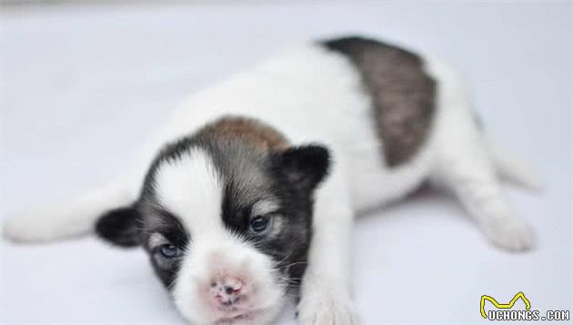 家中的狗狗要生了怎么办?狗主人要怎么帮它?小狗出生全攻略