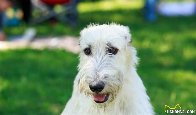 爱尔兰犬的威力有多大？一只能够当马骑的狗狗