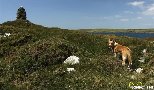 爱尔兰犬的威力有多大？一只能够当马骑的狗狗