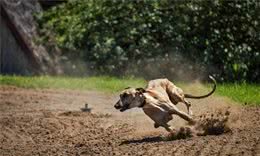 怎样成为训犬高手？亲手训练出猎犬中的“哮天犬”，纵横野外