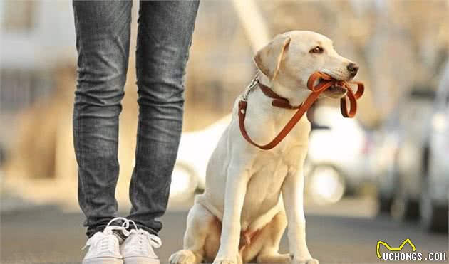 拉布拉多犬有多优秀，看完这篇你就知道！