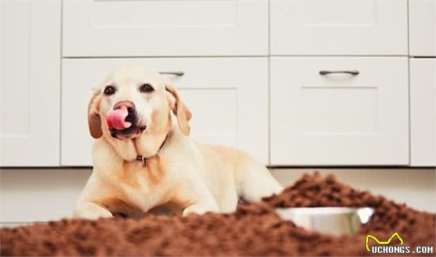 拉布拉多犬有多优秀，看完这篇你就知道！