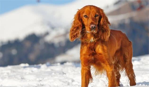 捕猎禽类的犬—可卡犬