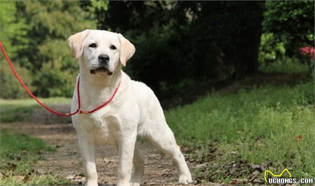 实用的拉布拉多犬训练方法