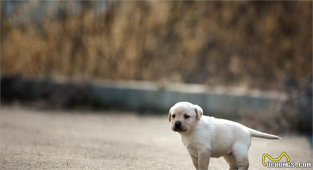 实用的拉布拉多犬训练方法