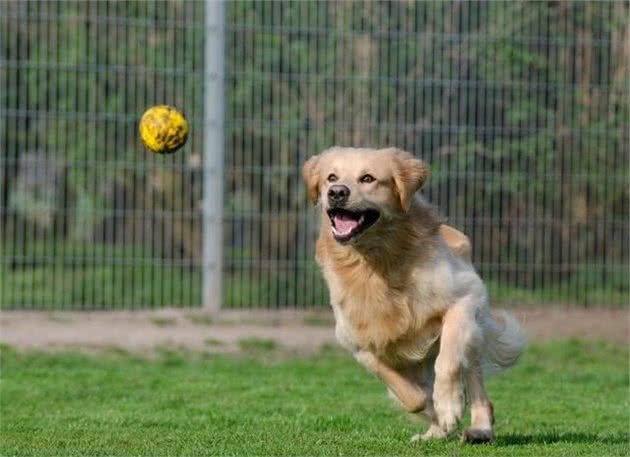 如何培养犬的占有欲望