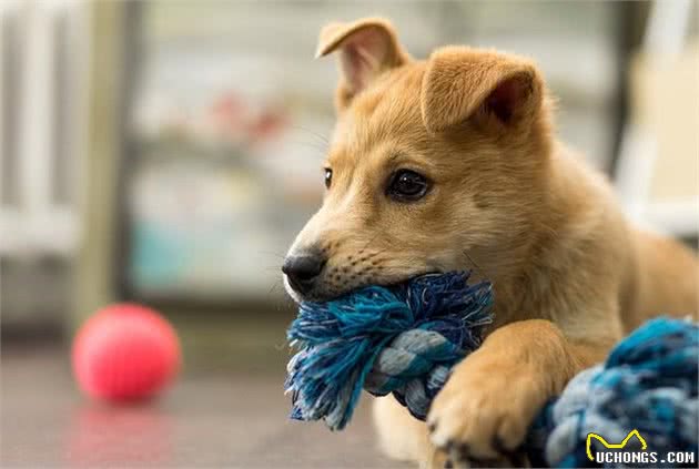 狗狗的社会化时期很重要，幼犬期养成的好习惯，狗狗终身受用