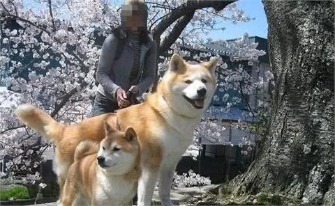 只知道柴犬和秋田？日本的狗狗不止这么少，他们有六大天然纪念物