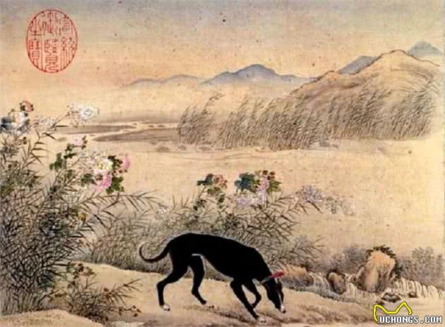 二郎神的哮天犬究竟是什么狗？曾是乾隆的爱犬，一度濒临灭绝