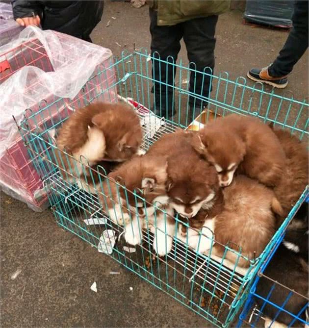 路边犬市卖狗，黑泰迪犬不停地向主人作揖，狗：主人别卖我……