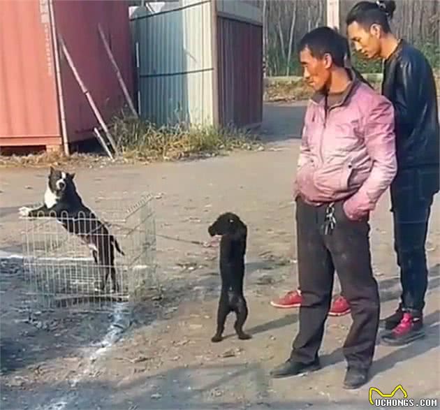 路边犬市卖狗，黑泰迪犬不停地向主人作揖，狗：主人别卖我……