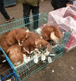 路边犬市卖狗，黑泰迪犬不停地向主人作揖，狗：主人别卖我……