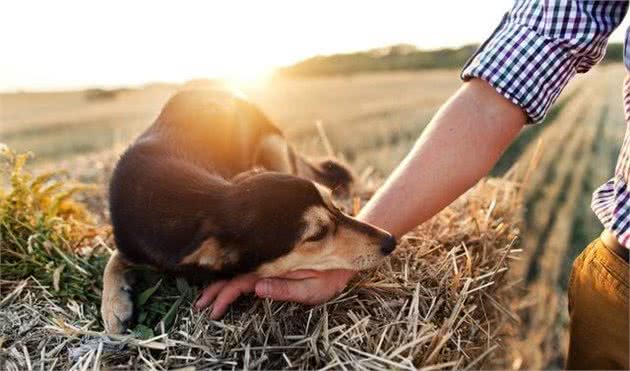 你知道什么是治疗犬吗？治疗犬在我们生活中如何发挥作用